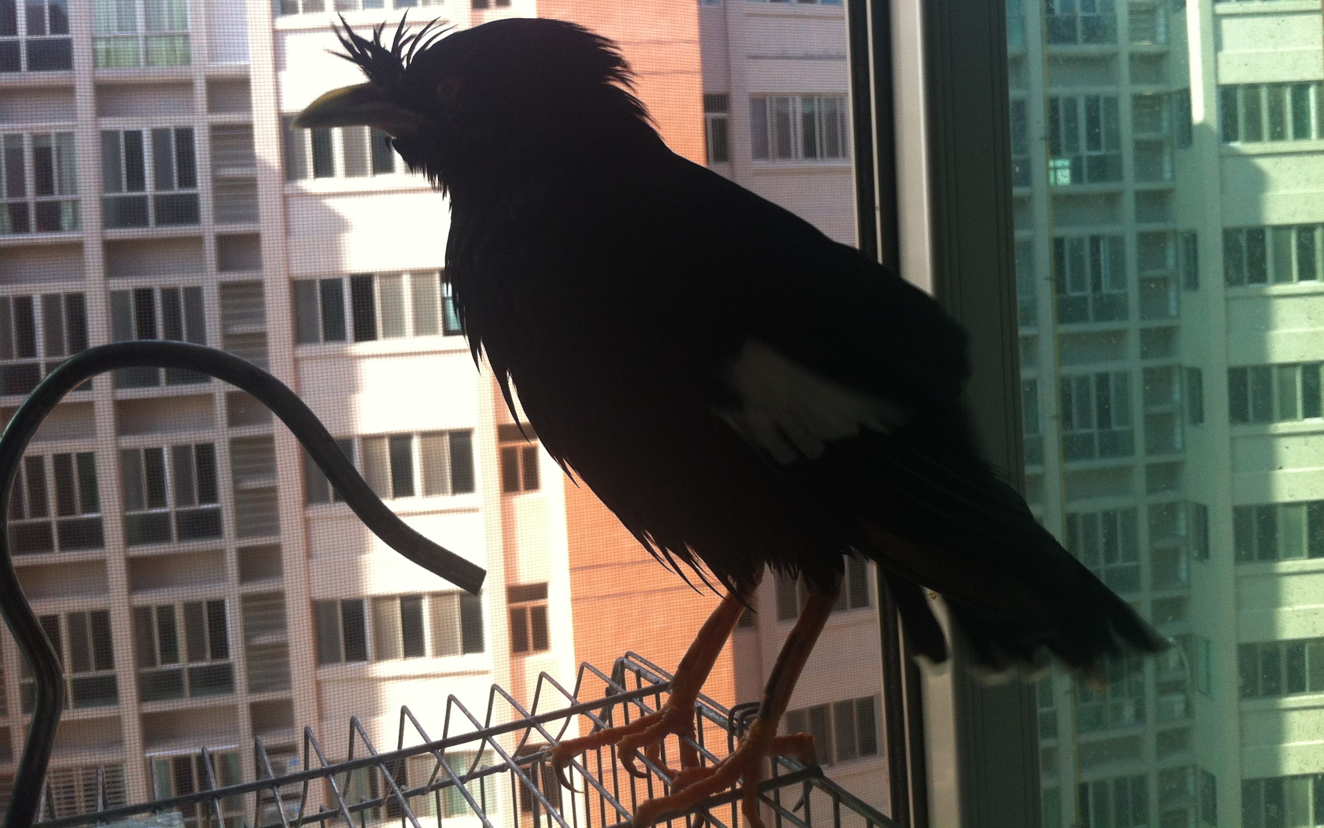 中秋小长假日常闲聊~八哥换毛季~快秃了但刚洗完澡很高兴