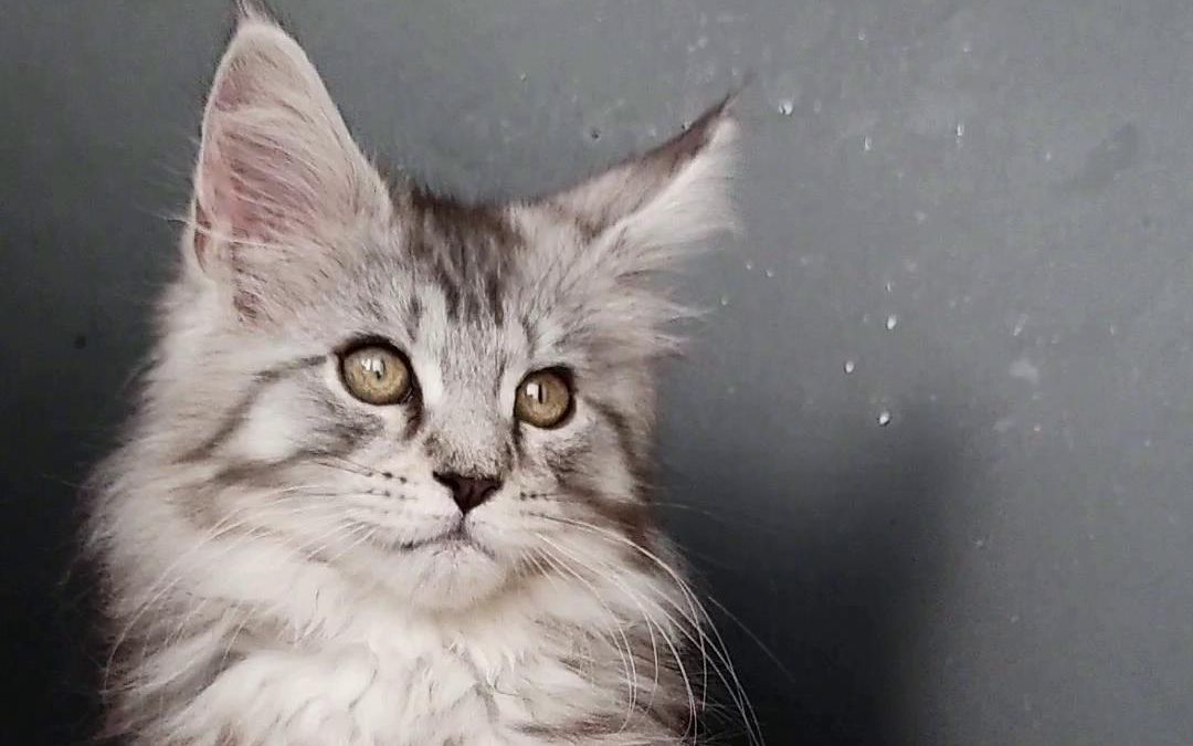 家里的猫咪毛发粗糙打结怎么办