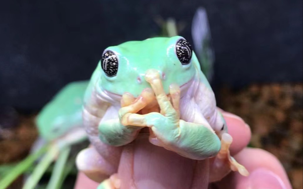 萌萌大墨西哥巨人叶蛙