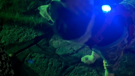 毕业倒计时,大晚上公园散步摸狗(真的好想养一个自己的大狗)