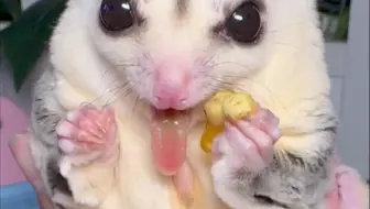 嘴里吃着，眼睛盯着镊子时刻准备抢🤣看出来有多爱吃杨拉罐了🤣#玩家蜜袋鼯 #蜜袋鼯日常 #网红萌宠