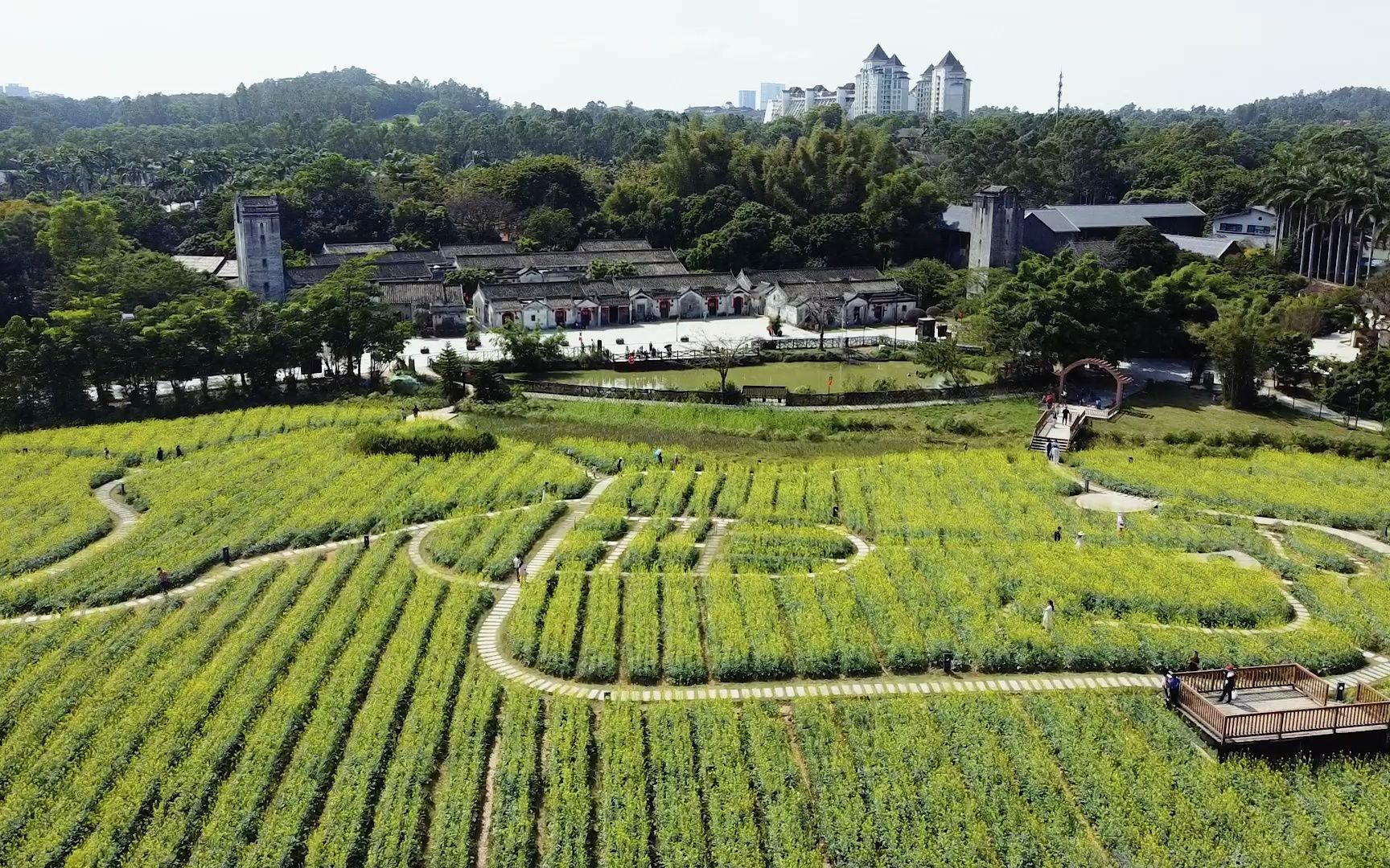 觀瀾版畫村油菜花景