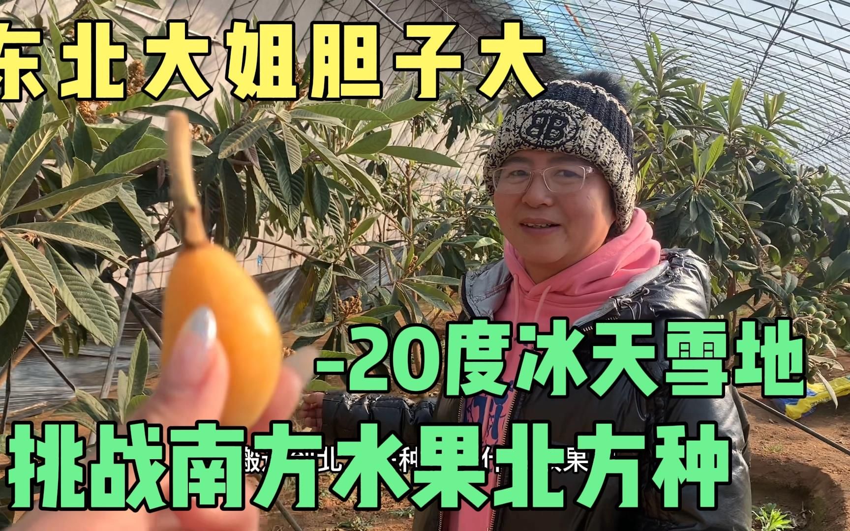 [图]东北大姐胆子真大！挑战-20度冰天雪地种南方的水果！居然成功了