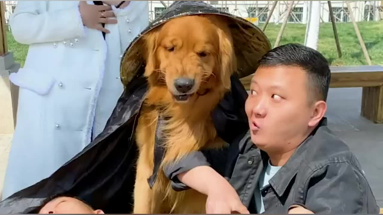 金毛"轮胎"惩奸除恶,大侠形象瞬间爆棚!