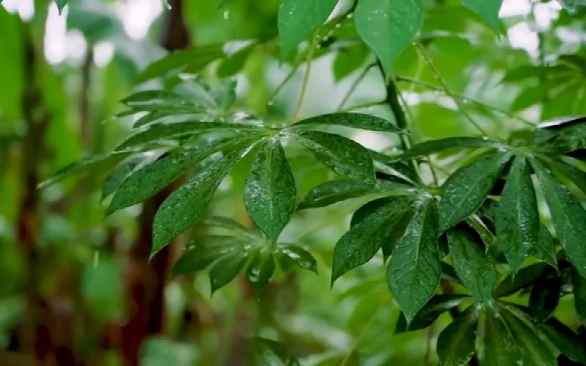 [图]春雨滴落在翠绿的树叶上，适合失眠听和冥想、学习、舒缓治愈