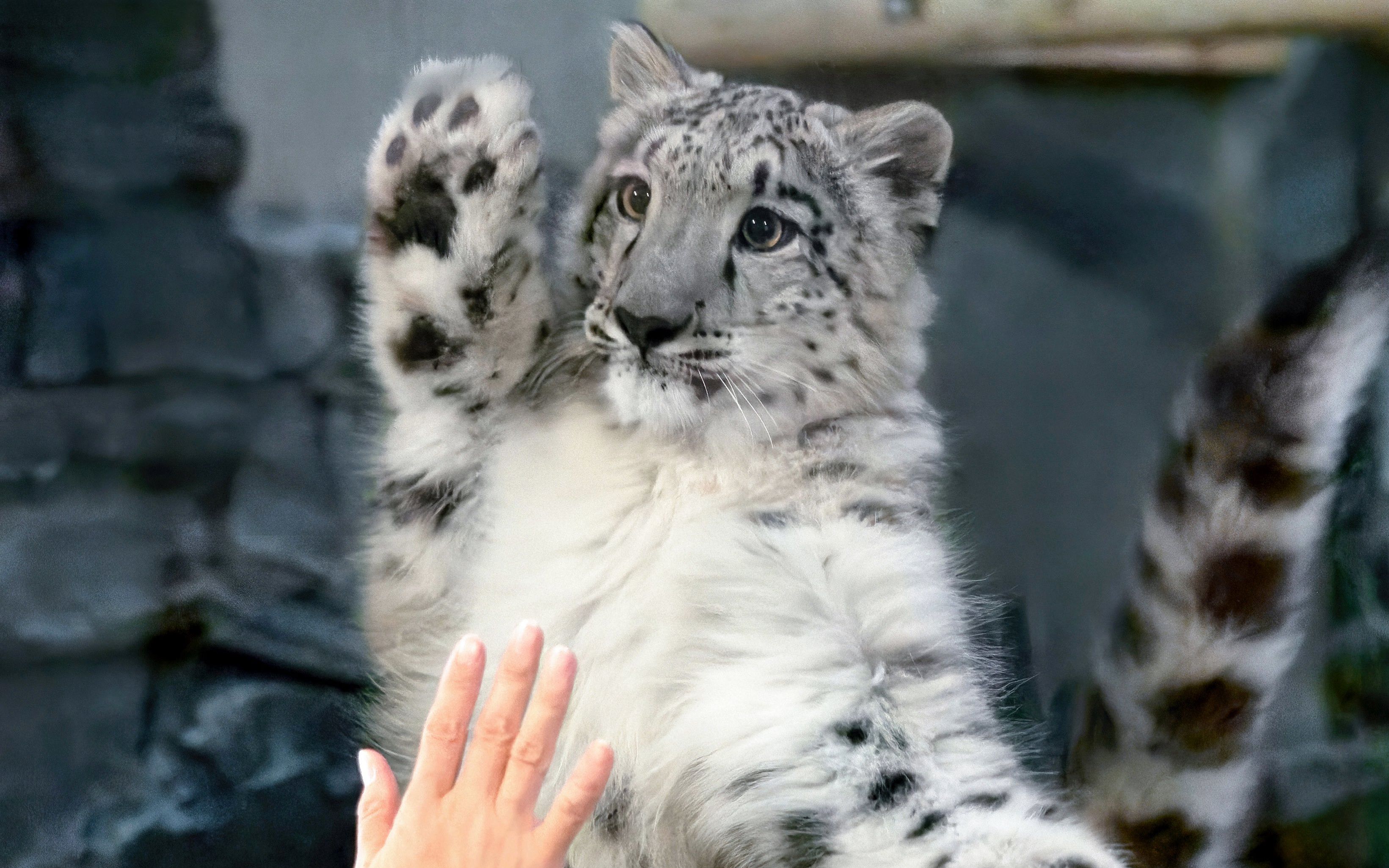 本雪豹把月月整生气了(⊙o⊙)