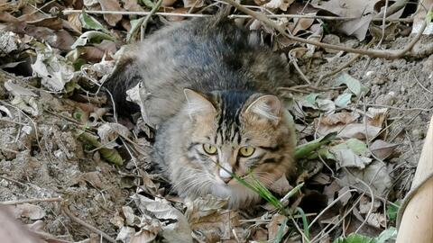 说好的长毛狸花猫长残了 哔哩哔哩