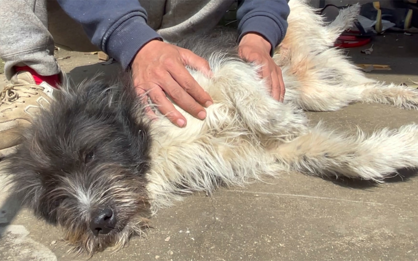 一只流浪狗身上发出了很重的酸臭味,没人愿意靠近它.