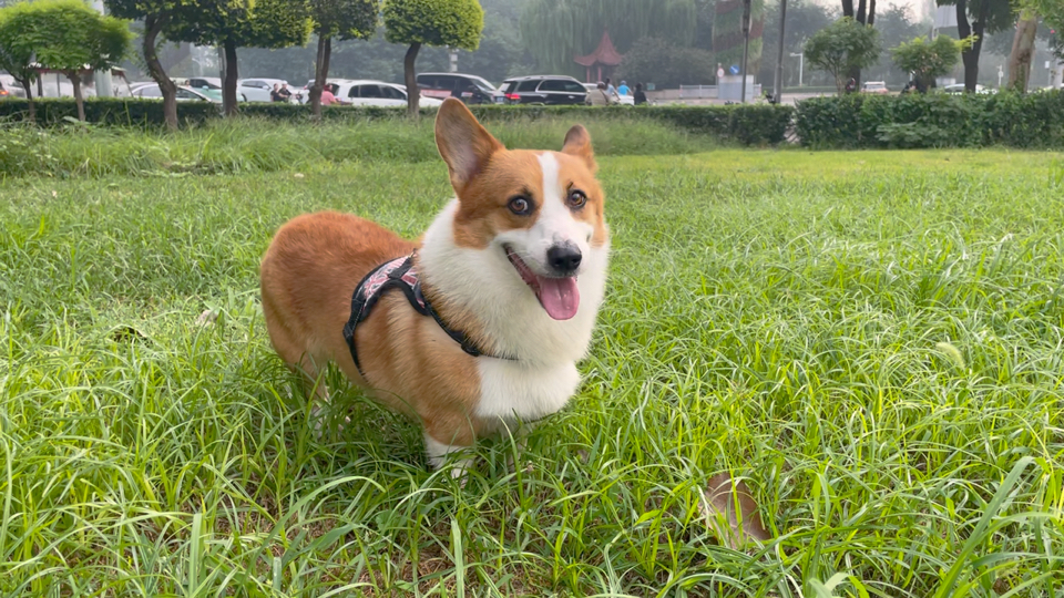 小柯基,又是美美的一天.