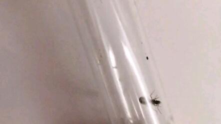 云养蚁第四天 喂食了几粒白砂糖 不小心惊扰到母虫 母虫带着卵逃窜 哔哩哔哩 つロ干杯 Bilibili