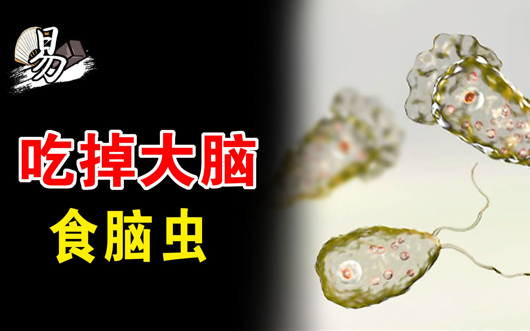 虫子吃掉了你的大脑!感染致死率97%的“食脑虫”,它可能就在你的身边哔哩哔哩bilibili