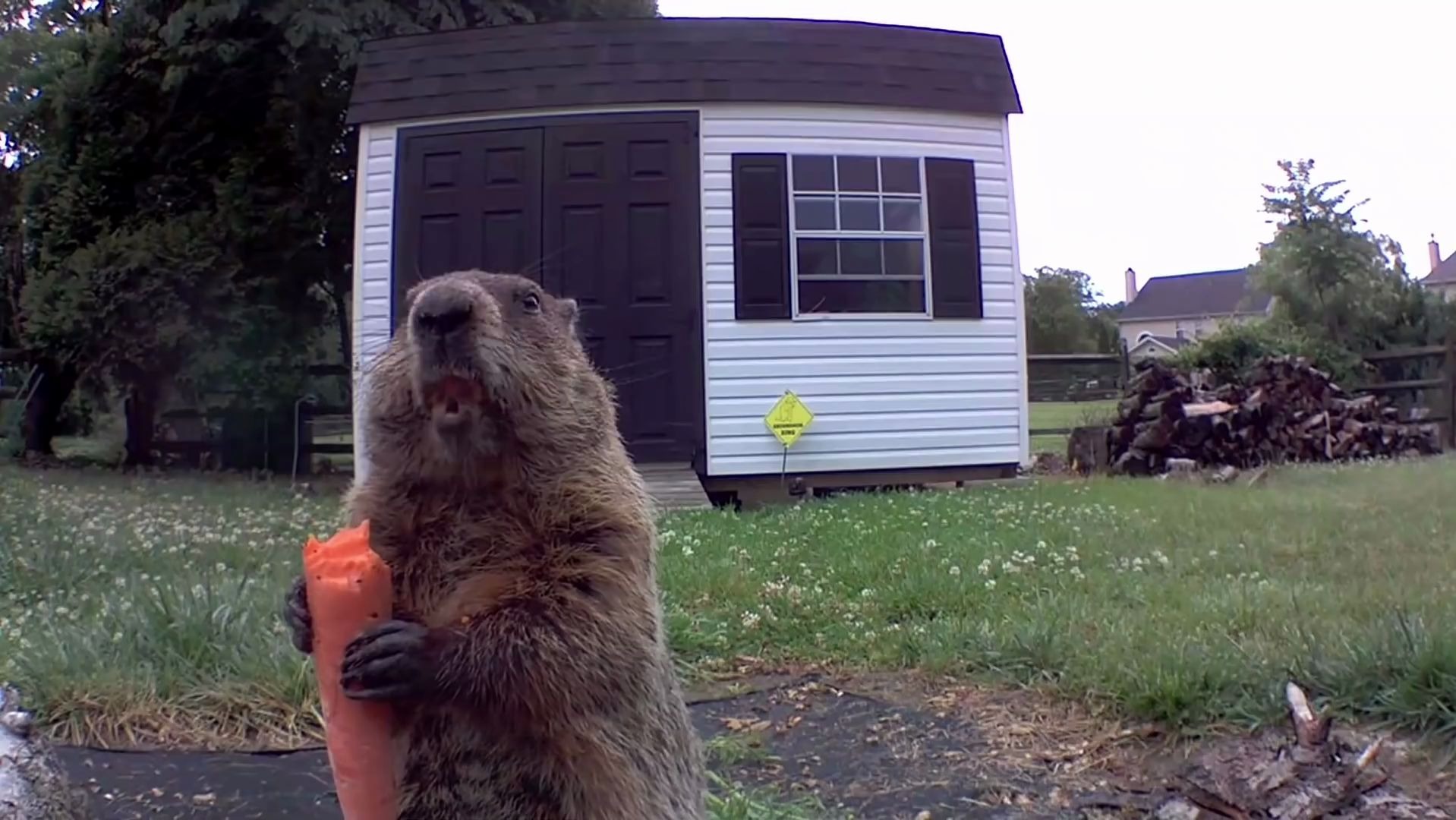 给土拨鼠投食胡萝卜