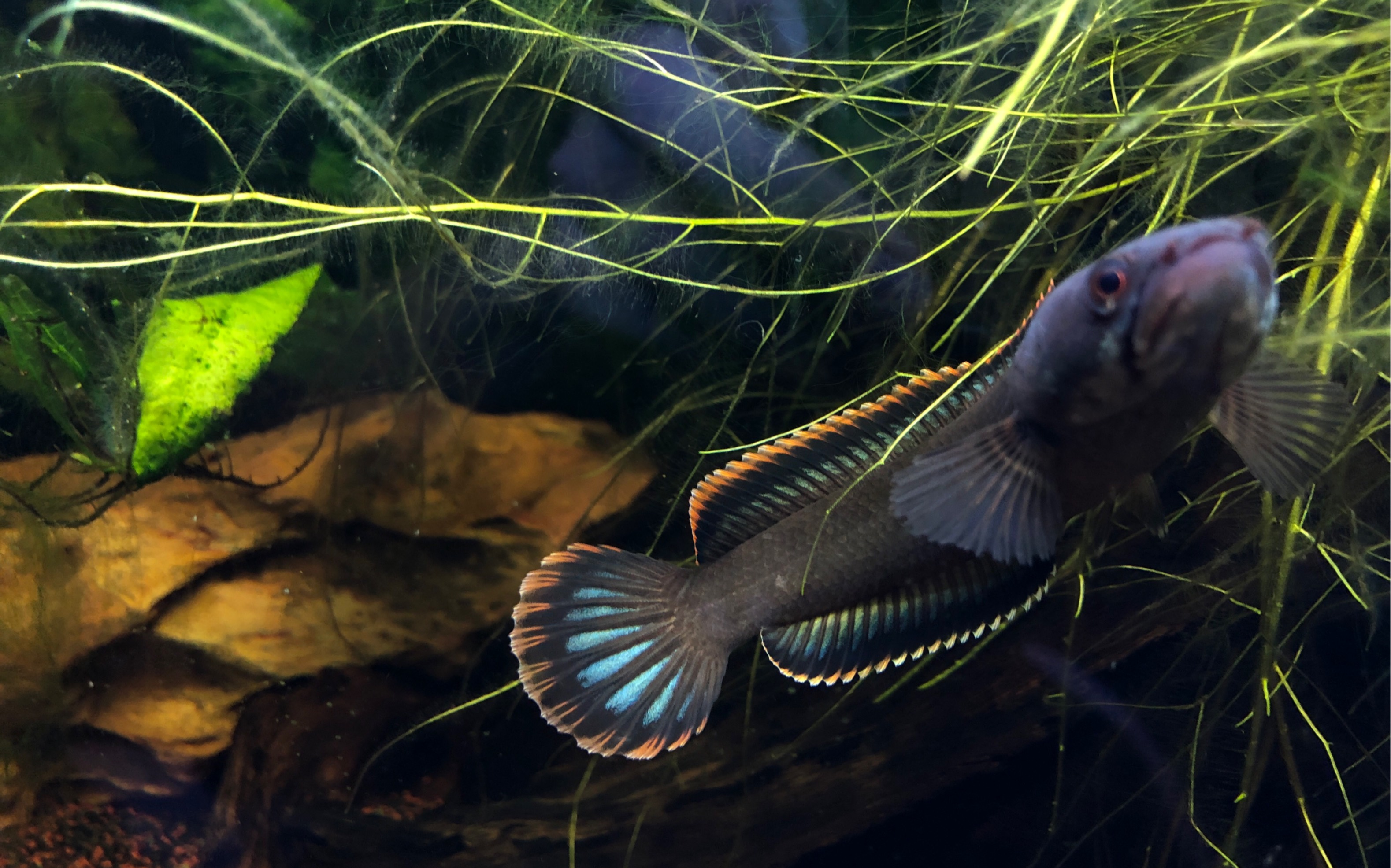 火背雷龙成长记录(4)