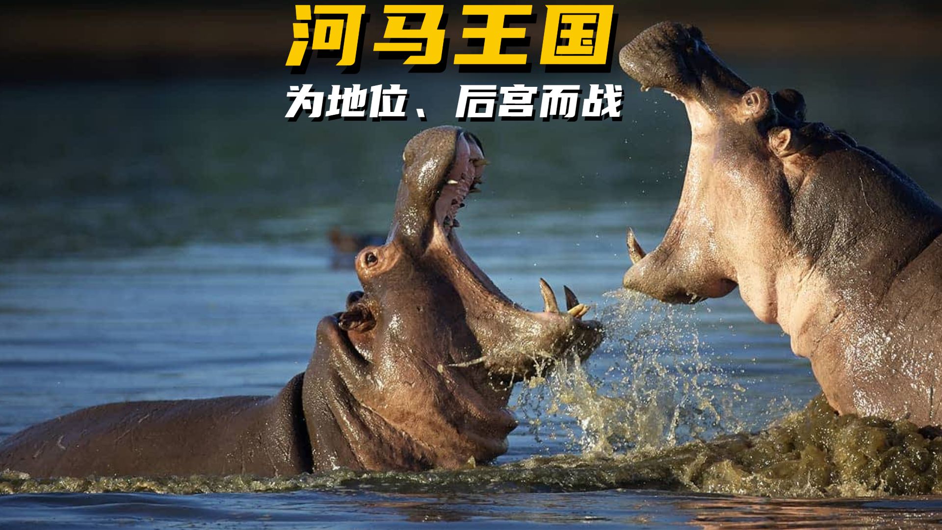 旱季挣扎，雨季重生：河马王国