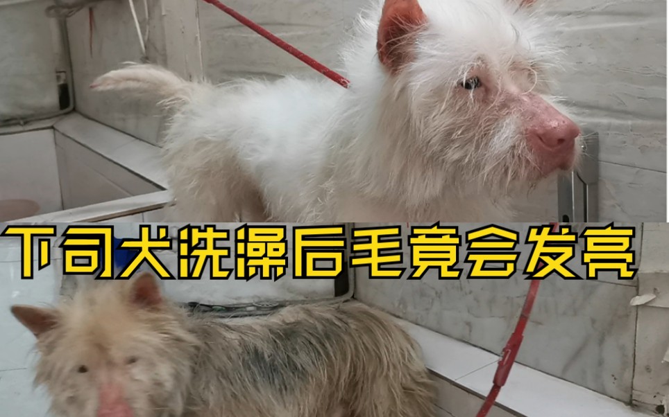 下司犬它的白不同于萨摩,博美它是亮晶晶的白.洗澡前像个乞丐,洗澡后像披金戴银哔哩哔哩bilibili