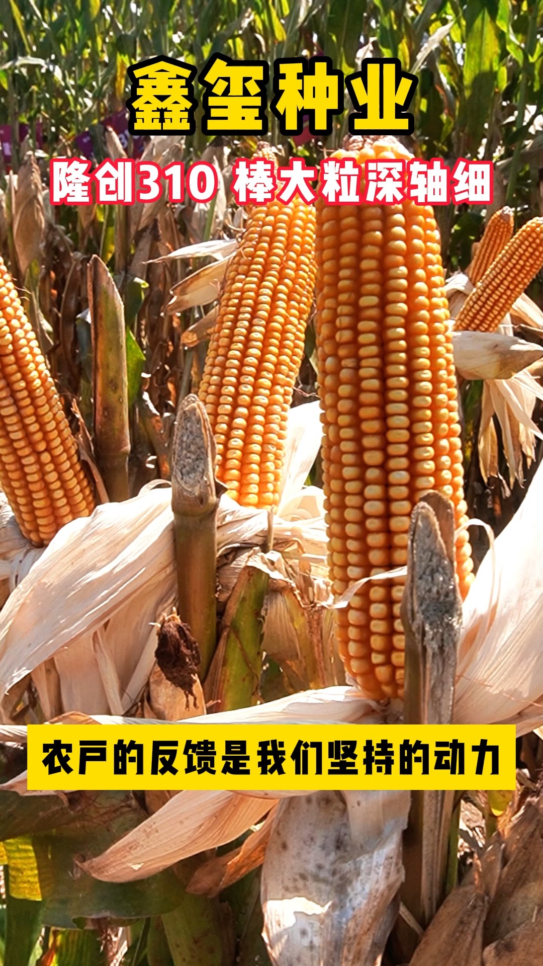 棒大粒深轴细#玉米#种植玉米#高产玉米#玉米种植