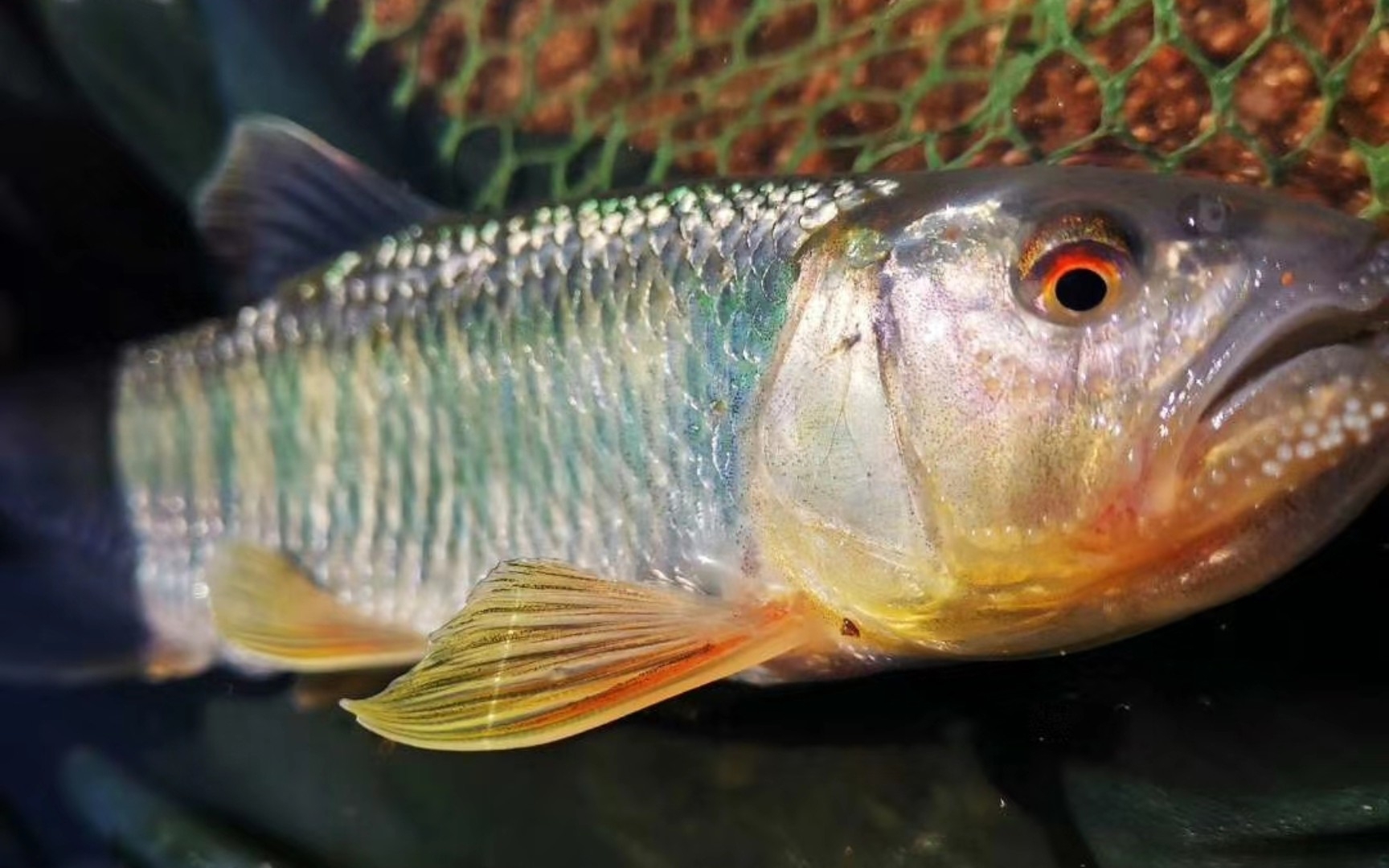 挑战路亚彩色马口第一天