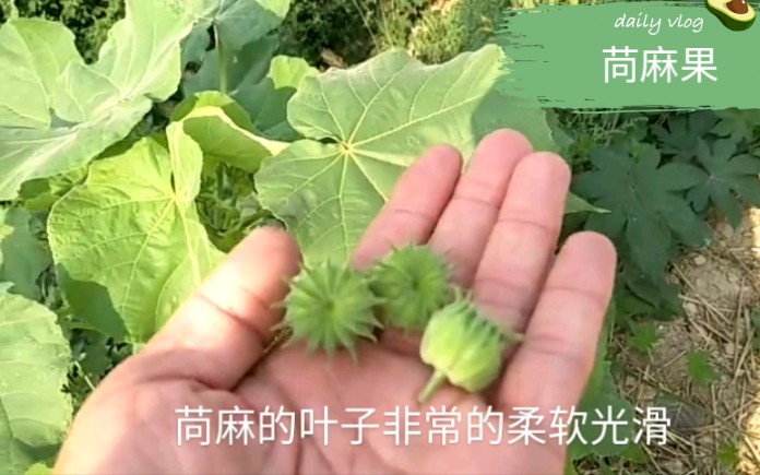 乡间植物“苘麻果”妙用这么多?对便秘、耳鸣有帮助哔哩哔哩bilibili