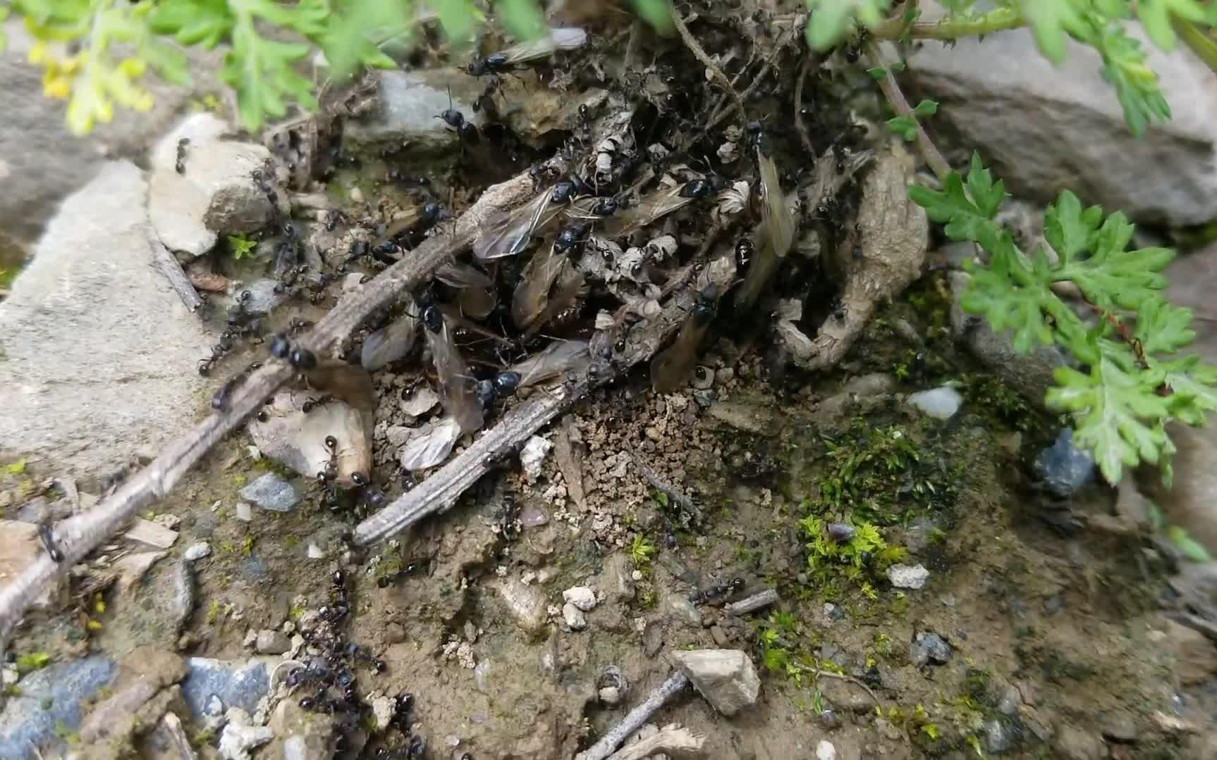 草地铺道蚁婚飞_哔哩哔哩 (゜-゜)つロ 干杯~-bilibili