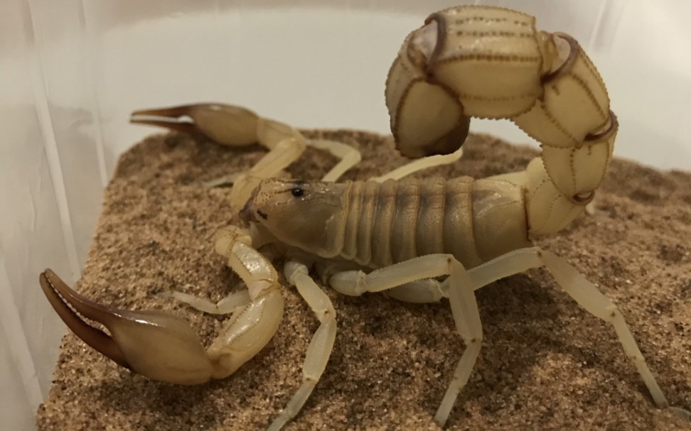 【肥尾蝎属】杀人蝎属 androctonus属喂食合辑,治疗颈椎篇_哔哩哔哩