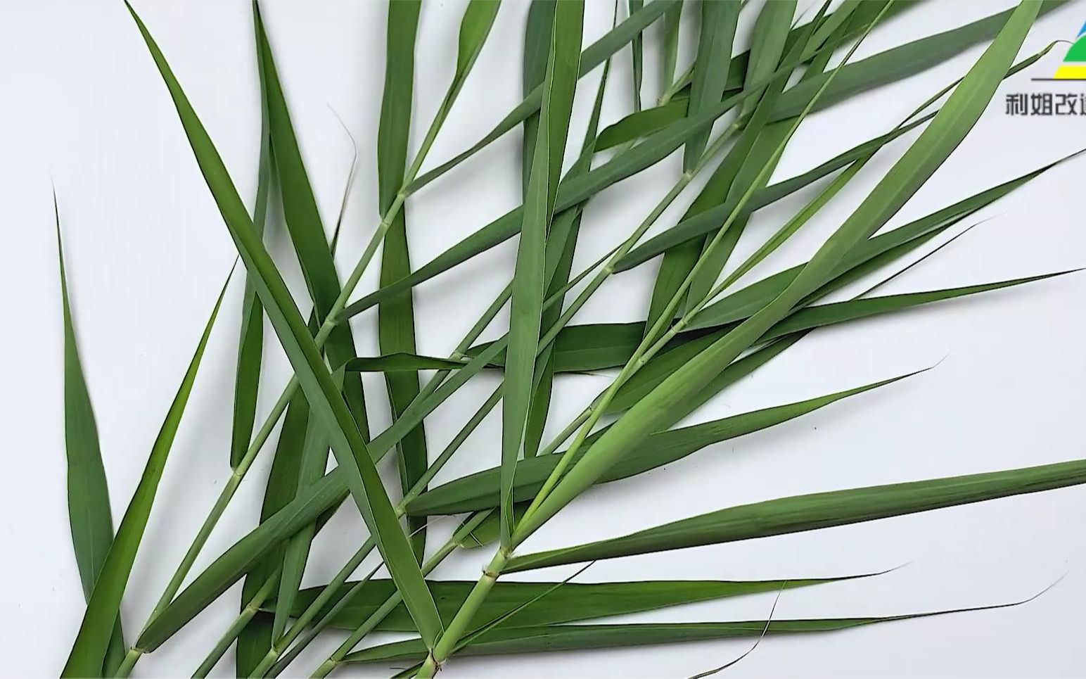 芦苇叶的功效与作用(芦苇叶的功效与作用:清热解毒