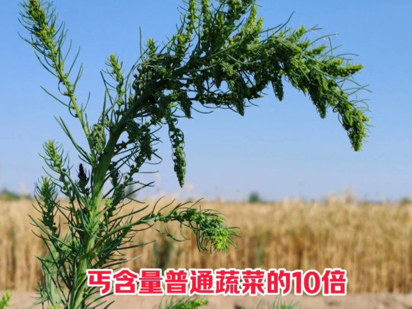 传统本草植物,猪毛菜又名野茴香,也是立夏不可错过的野菜哔哩哔哩bilibili