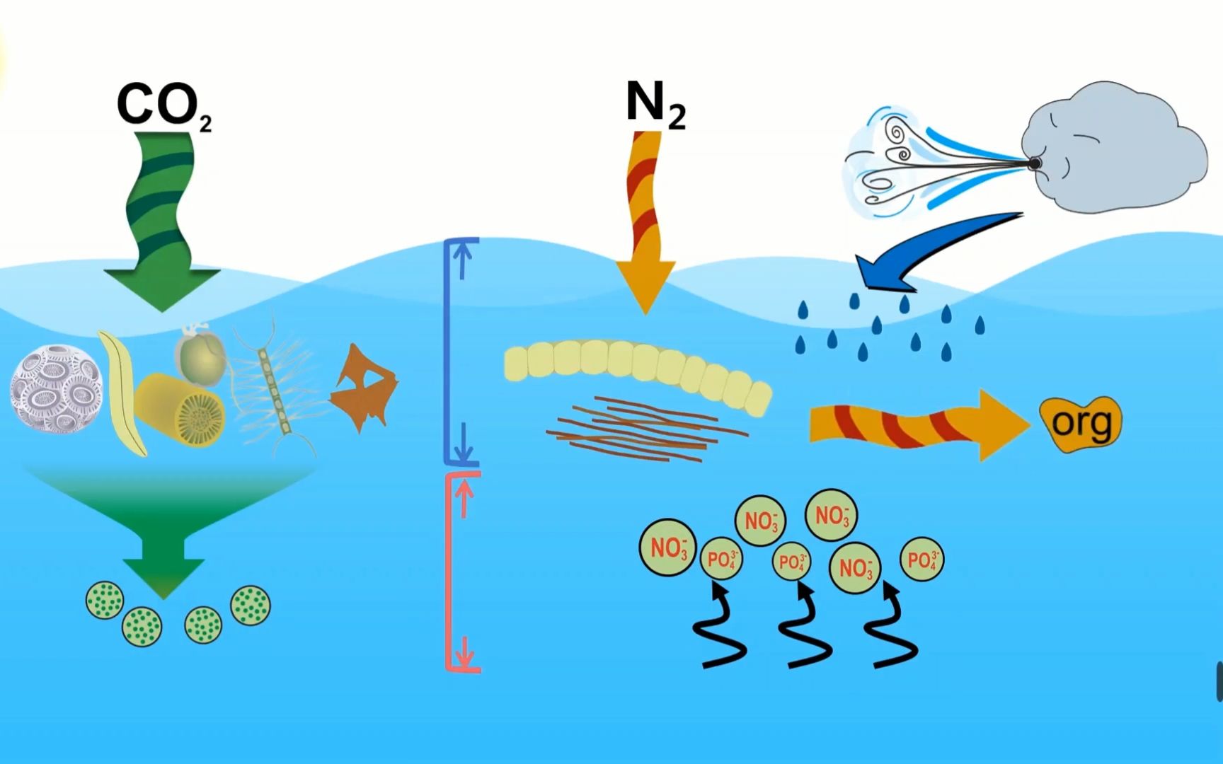 海洋碳汇知多少——探究神秘的"海洋生物泵"