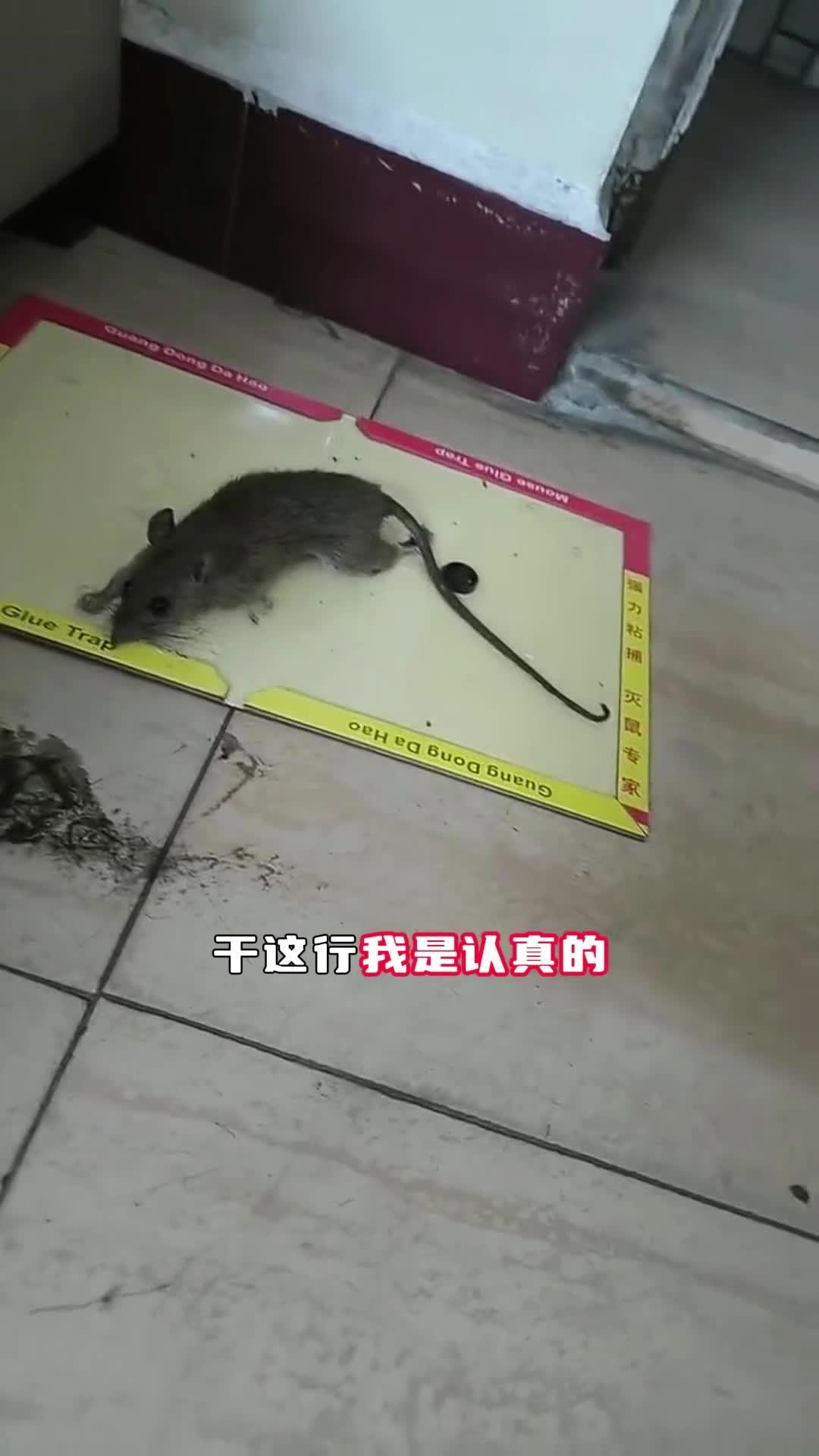 家里灭老鼠 菏泽灭老鼠 #饭店灭老鼠 #灭老鼠