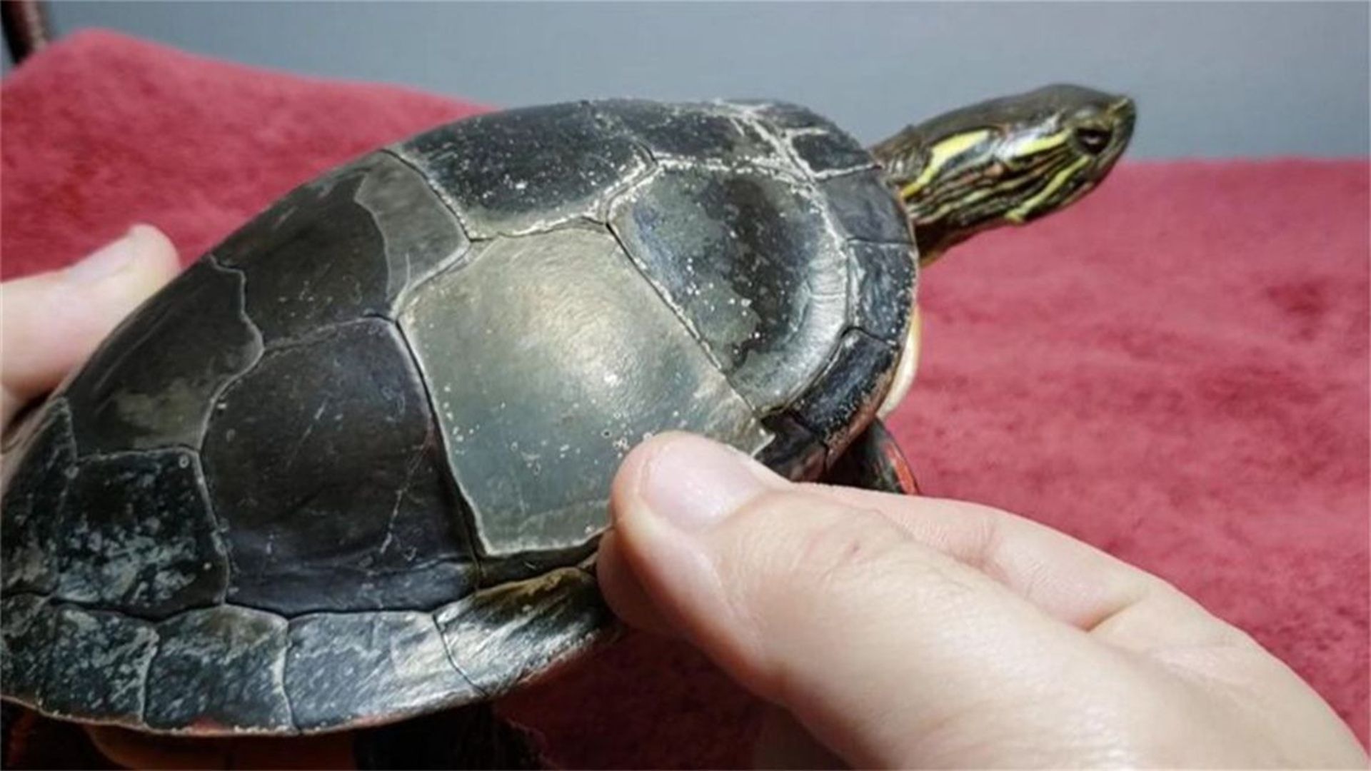 养了三年的乌龟竟遭遇"蜕壳"奇事?龟壳裂开,真相令人震惊!