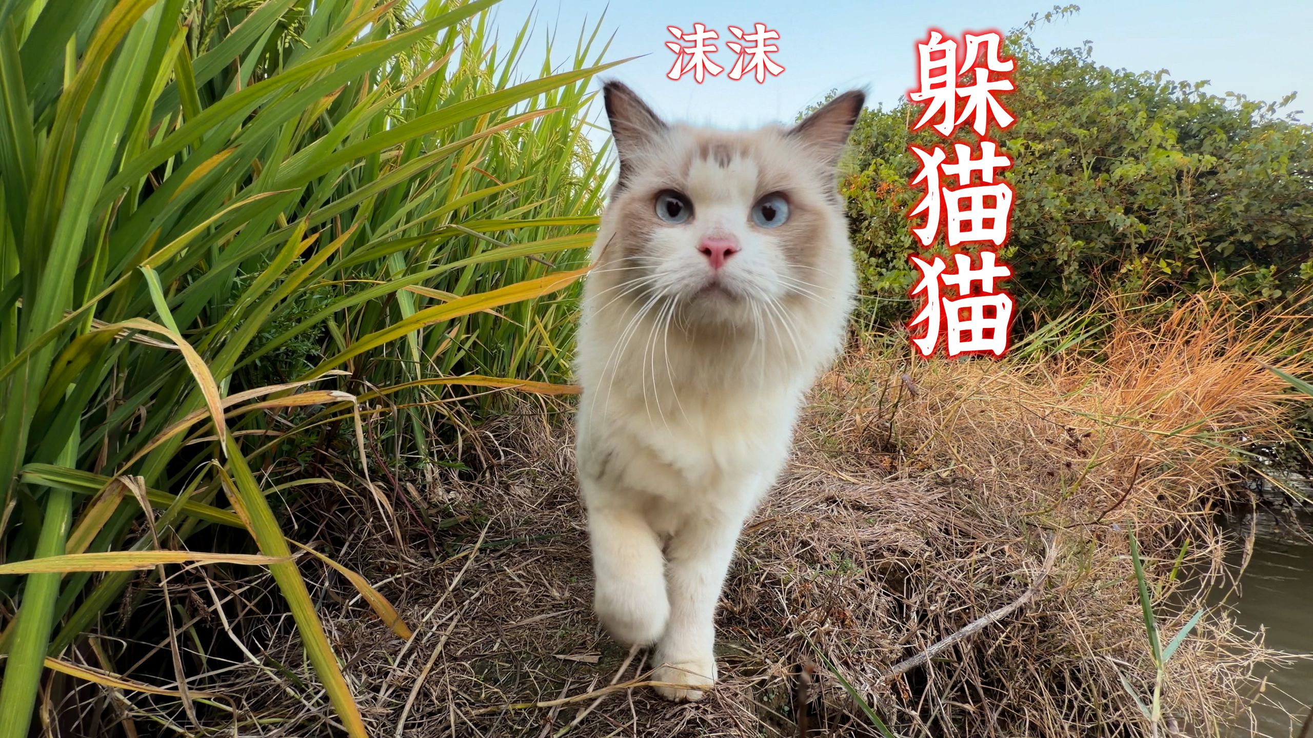 和我家布偶躲猫猫，差点找不到我了