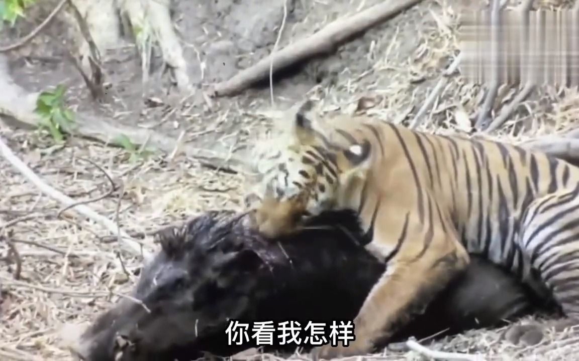 猪刚烈:虎大哥,要不我做你干儿子吧 老虎:行啊行啊哔哩哔哩bilibili