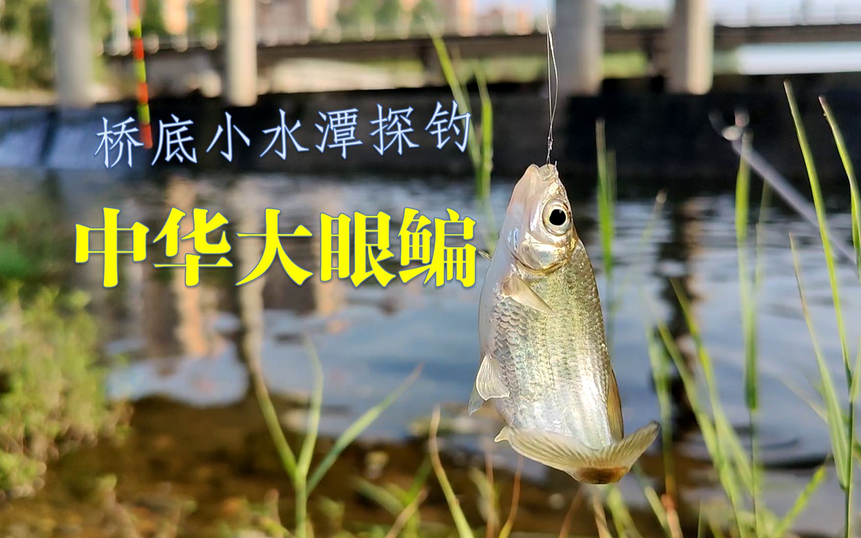【eikou的野钓日记 3】小桥下的水潭里竟然狂钓中华大眼鳊?