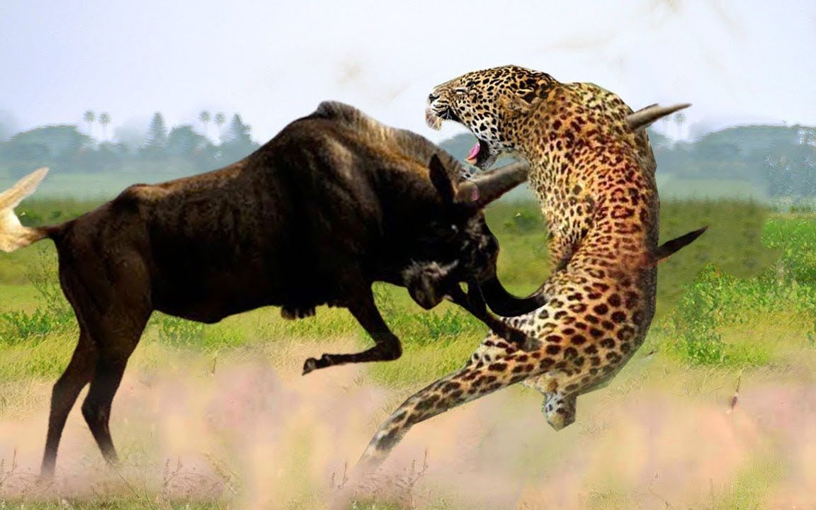 活动  高清超燃画面,花豹捕食猎物瞬间,每一帧都是享受!