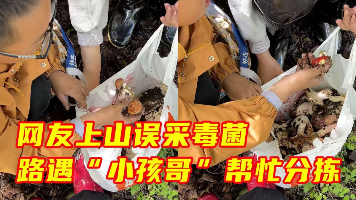 游客进山采摘野蘑菇，偶遇本地“小孩哥”帮忙查验菌类，一看几乎都有毒。安全提示：谨慎采集食用野生菌，安全远比尝鲜重要！