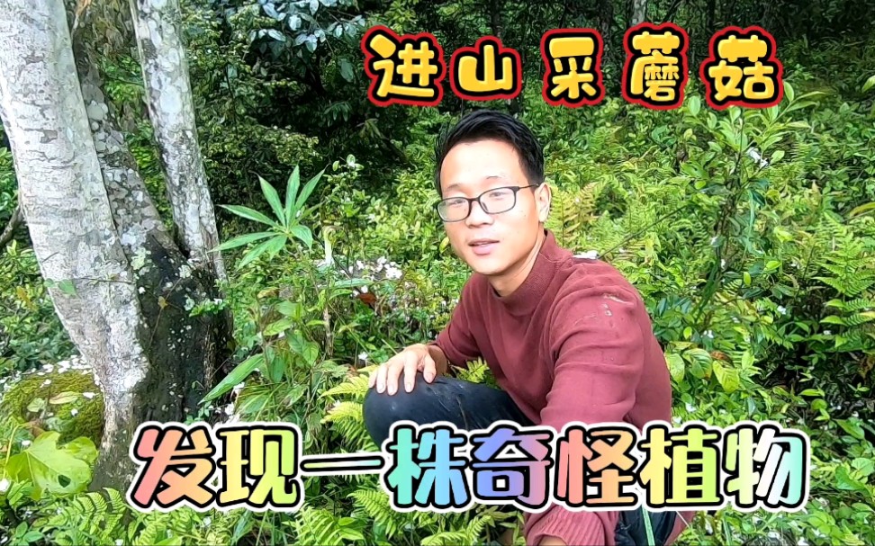 乡野生活,进山采蘑菇,遇到奇怪的植物,开的花像蛇头哔哩哔哩bilibili