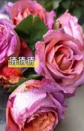 Tải video: 复古娇艳，猜猜猜，这月季花培育者都认不出来它是什么品种。