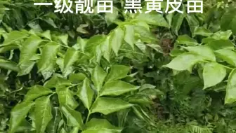 黄皮亩产4800斤有学问 掌握3个诀窍 增产30 值得学习 哔哩哔哩 Bilibili