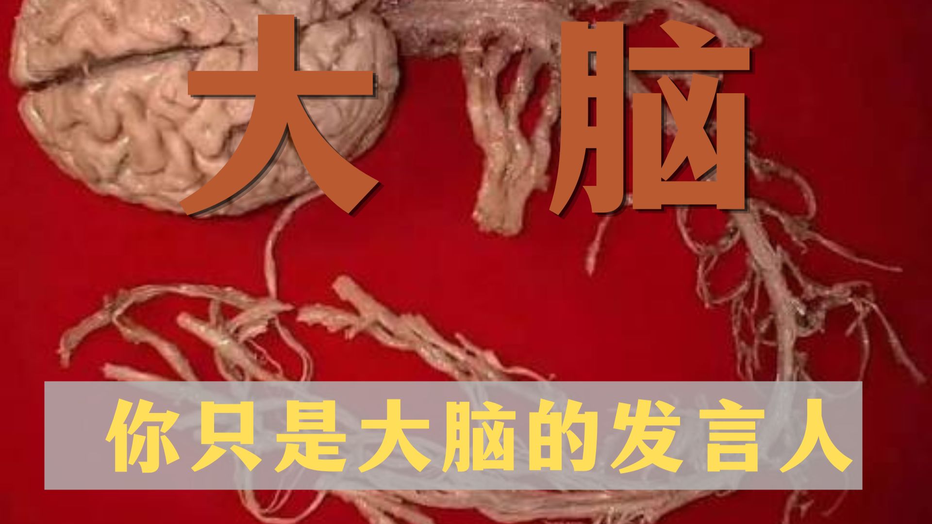 你和你的大脑是同一个东西吗？