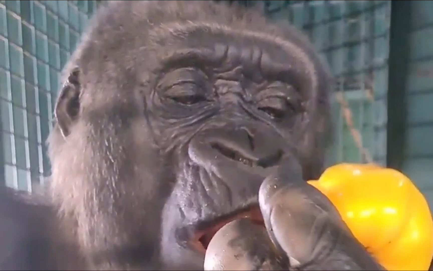 大猩猩吃香蕉,丰富的水果大餐