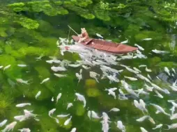 Скачать видео: “与大海相比，绿菊生态鱼池中的小鱼竟如此惬意！