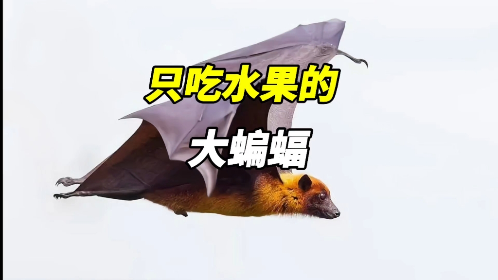 只吃水果的大蝙蝠
