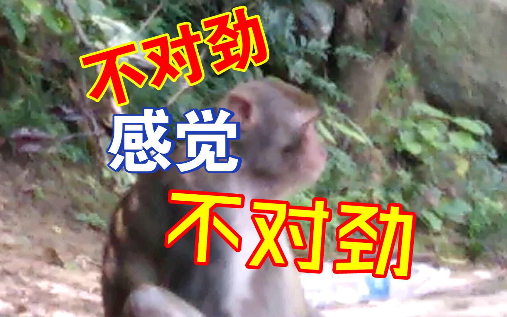 《 猴 片 》哔哩哔哩bilibili