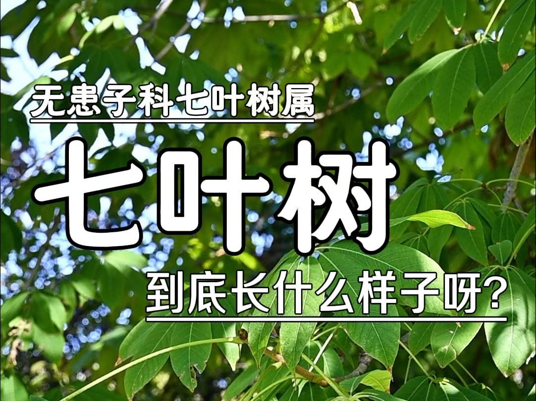 公园里捡的“板栗”,可能是有毒的七叶树种子哦!哔哩哔哩bilibili