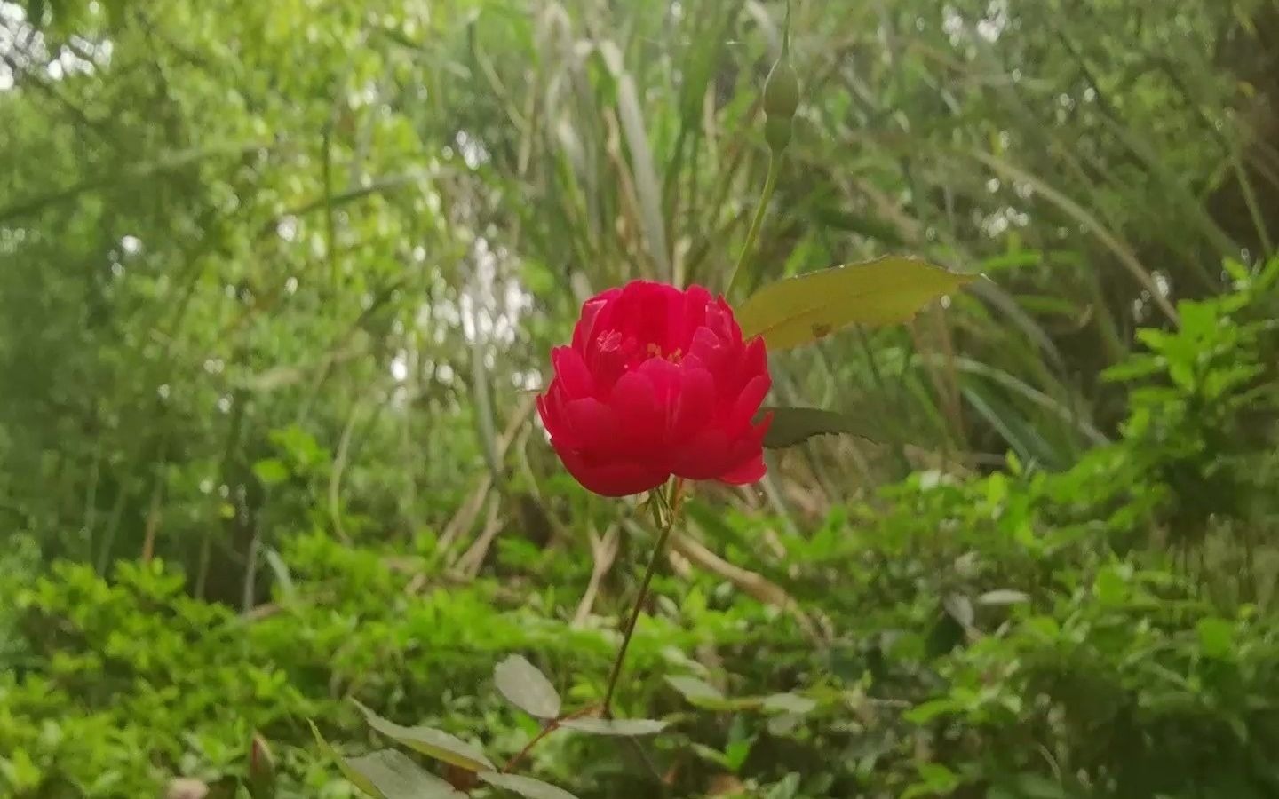 野生月月红:超耐阴月季,复花快,玫瑰香气_哔哩哔哩_bilibili