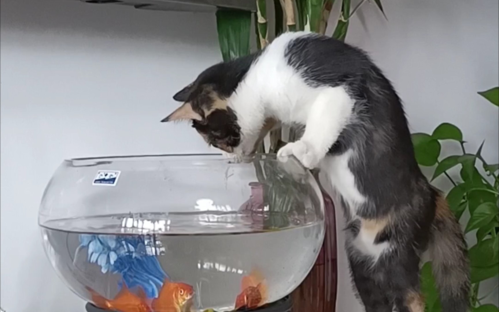 小猫抓鱼,能不能吃到就看本事了!