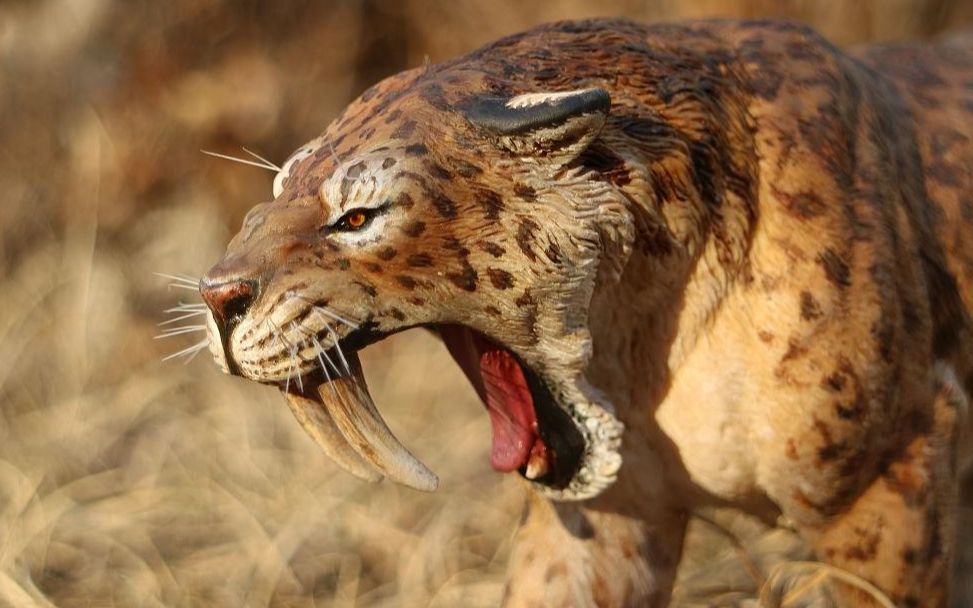 动物凶猛排名_凶猛动物图片(2)