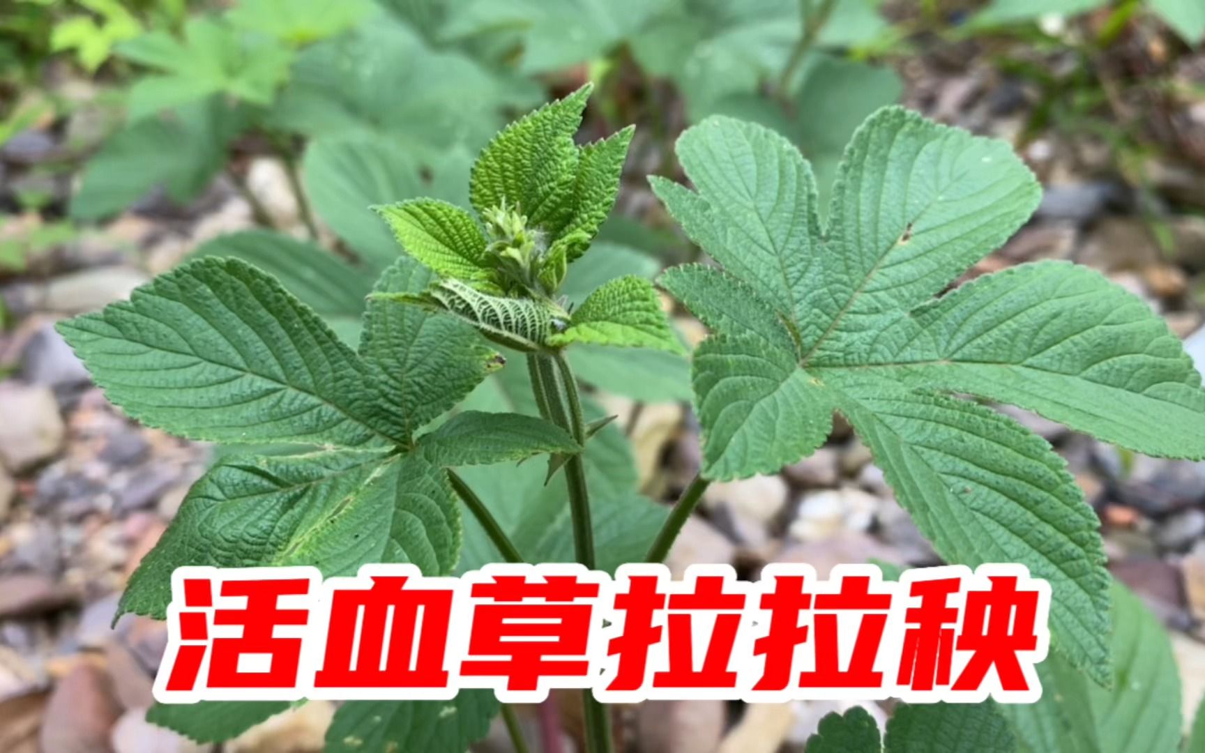 葎草又名拉拉秧被称为血见愁,用来煮水作用厉害,遇到摘回家