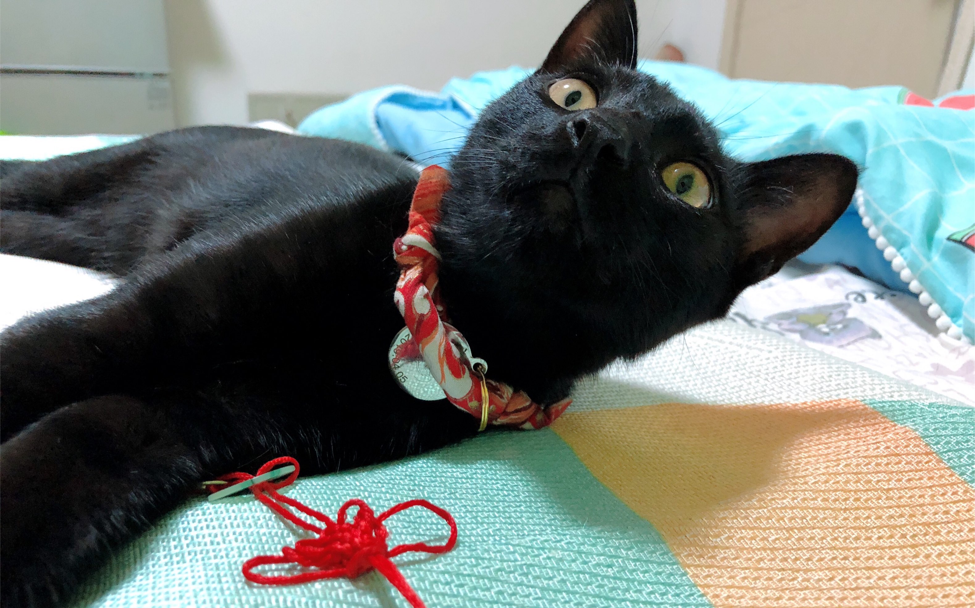 用逗猫棒把玄猫初一累的像狗狗一样是什么感觉?
