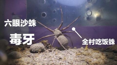 六眼沙蛛 毒性最強之一的蜘蛛 毒牙卻這麽小 ಡwಡ Hiahiahia 哔哩哔哩 Bilibili