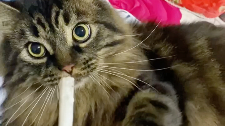 活动  傻猫日常之吃烟